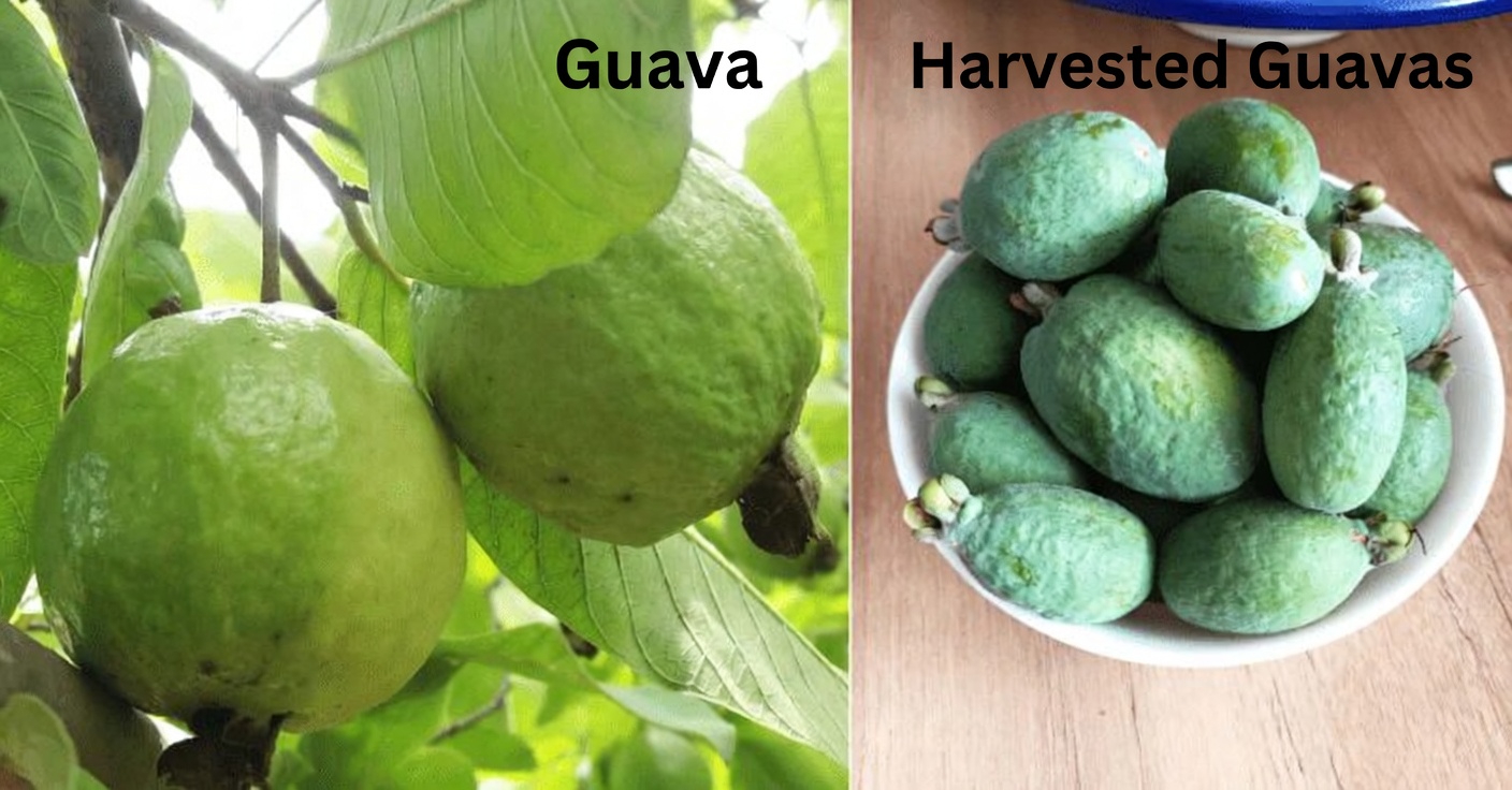 How to Enjoy Guava Daily to Support Your Eye Health Naturally: Simple Tips and Recipes