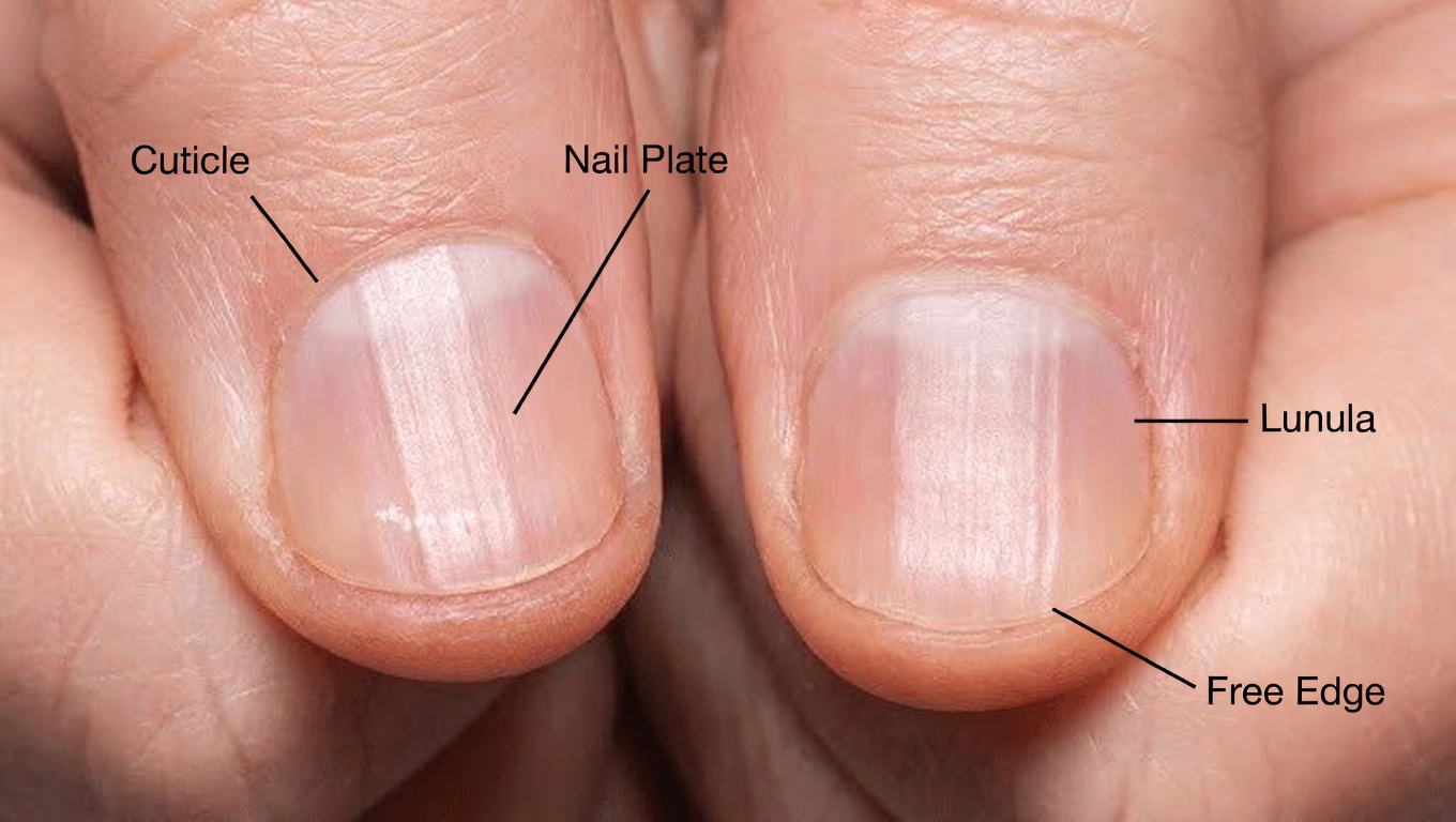 What Do Those Ridges on Your Nails Really Mean? Simple Daily Habits to Support Healthier Nails