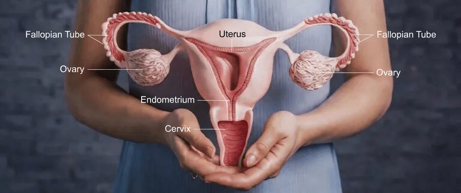 What Every Woman Should Know About Endometriosis Symptoms Causes and Practical Lifestyle Tips for Better Days