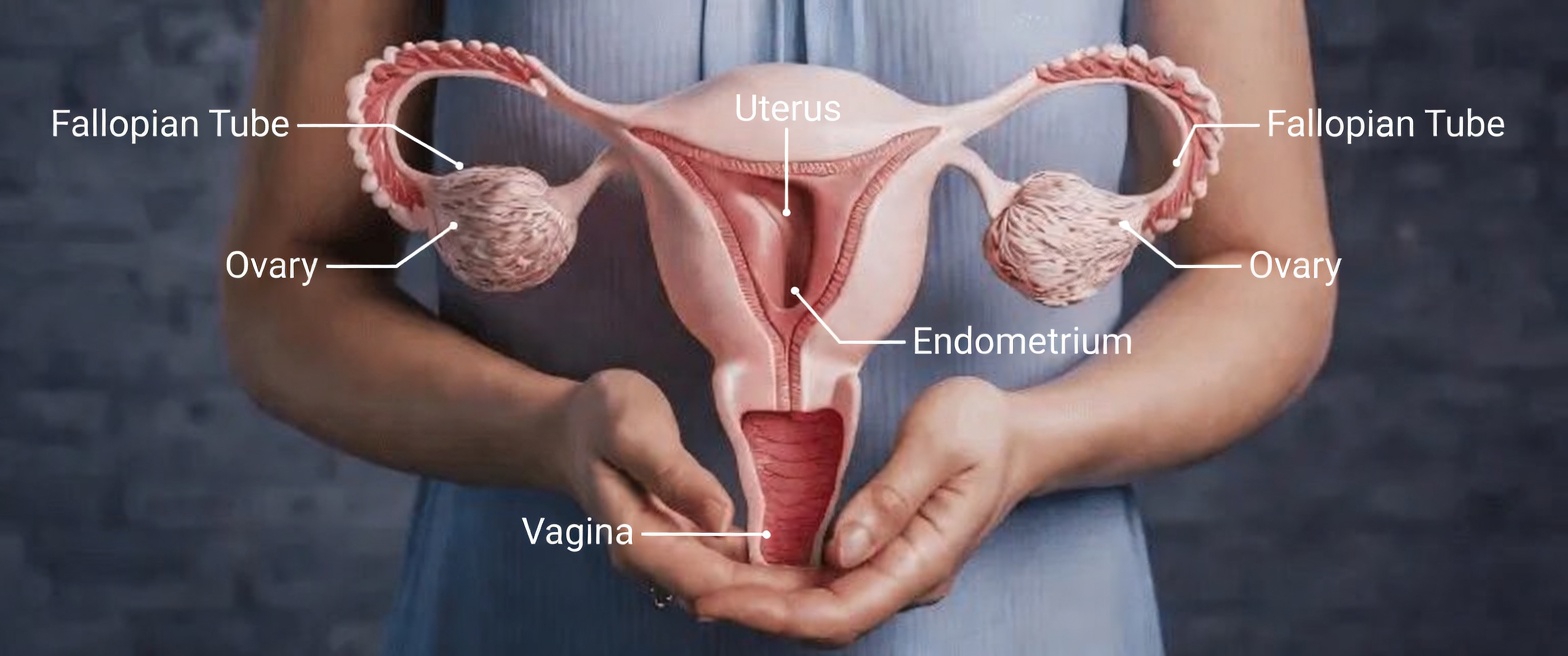 What Every Woman Should Know About Endometriosis Symptoms Causes and Practical Lifestyle Tips for Better Days