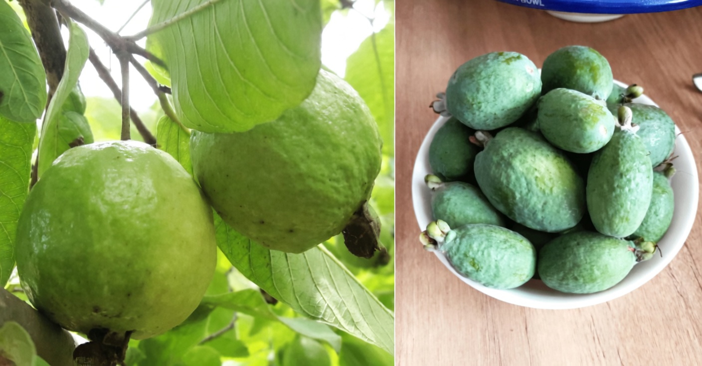 How to Enjoy Guava Daily to Support Your Eye Health Naturally: Simple Tips and Recipes