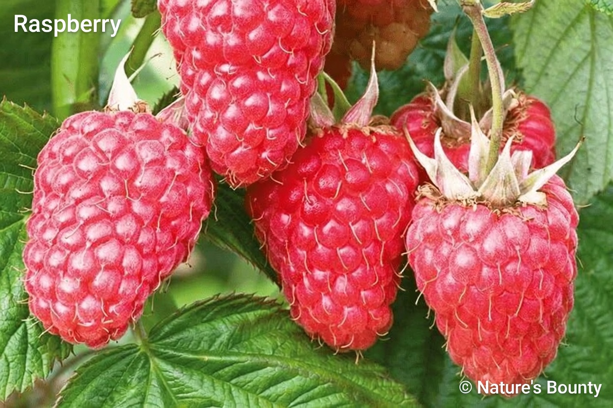 Blood Clots Got You Sweating? These 8 Fruits Are Your Body’s Natural Blood Clot Management Powerhouses!