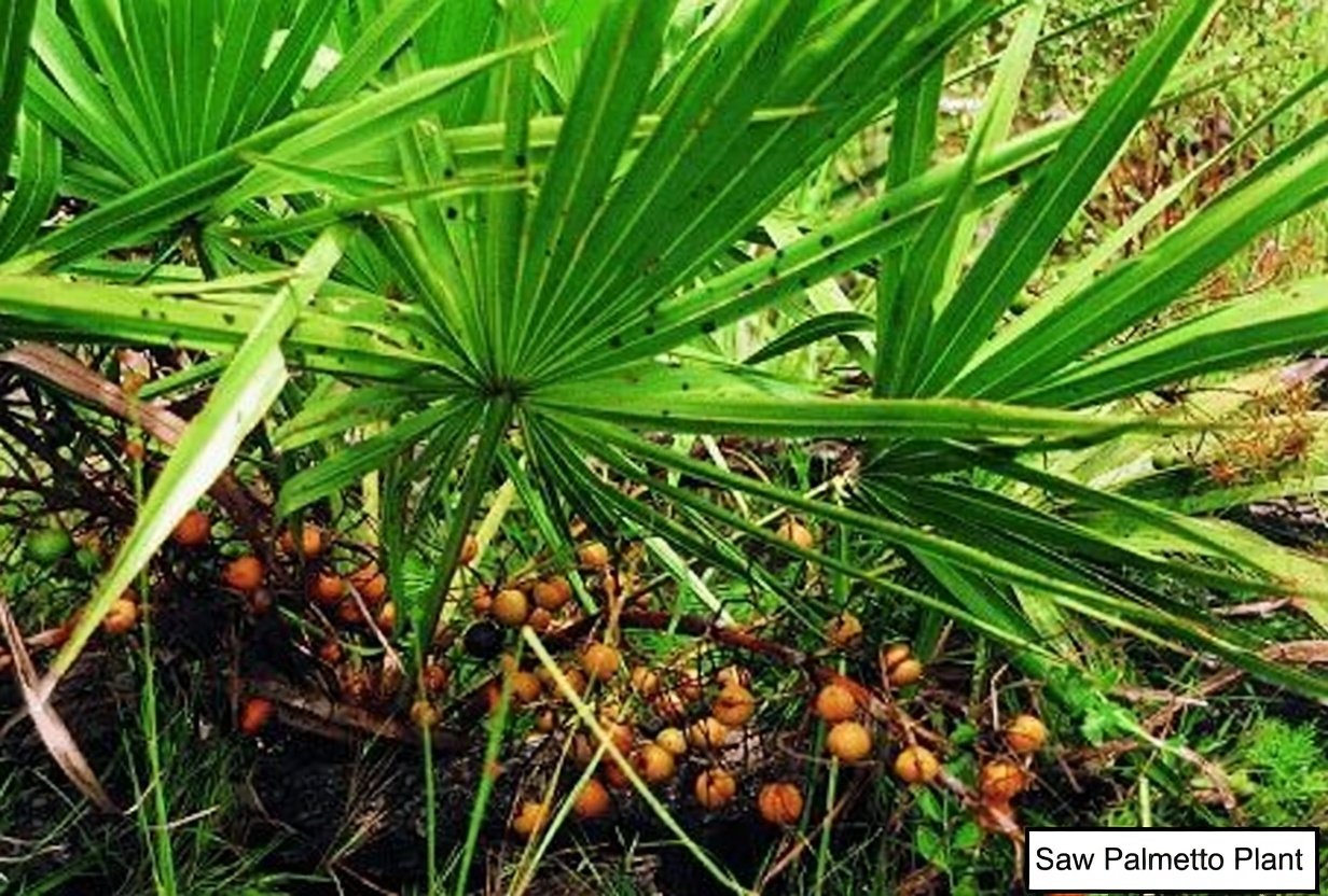 What You Need to Know About One Herb Many Men Explore for Prostate Health Support