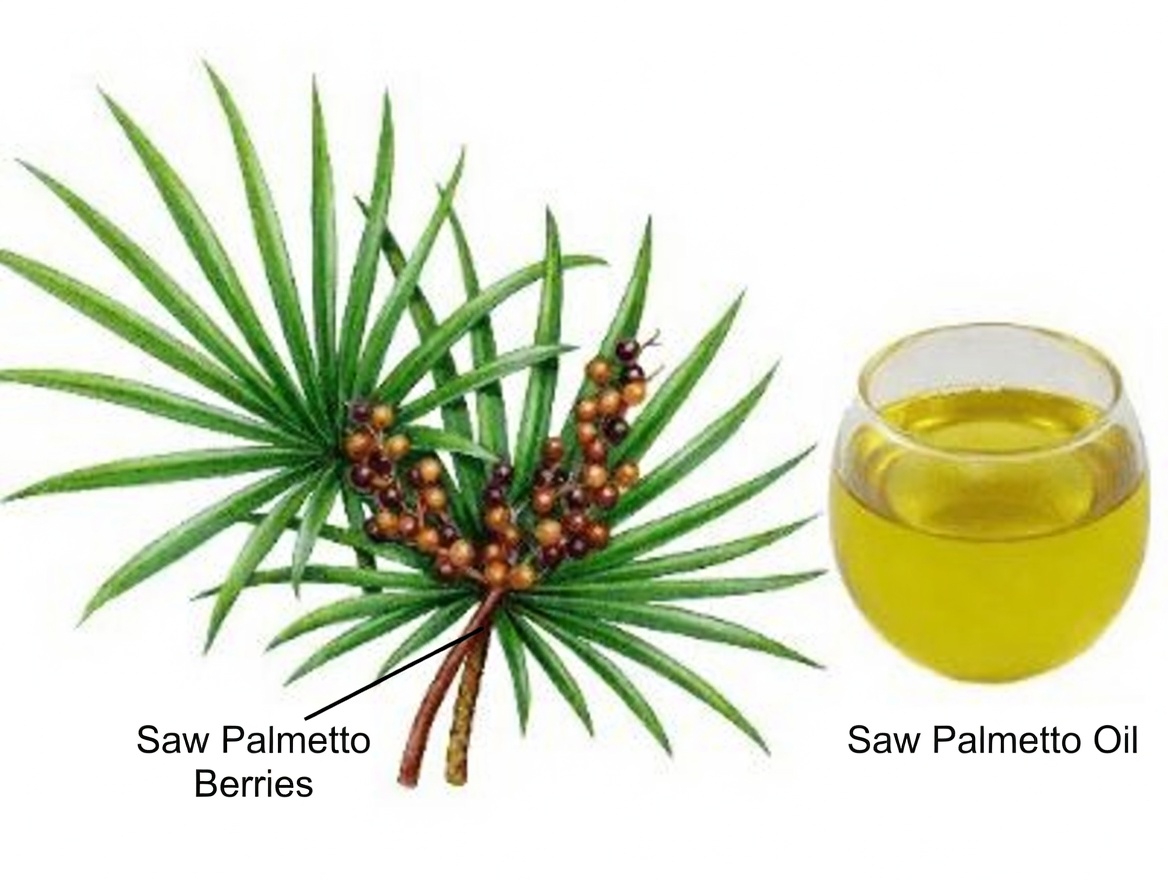 What You Need to Know About One Herb Many Men Explore for Prostate Health Support