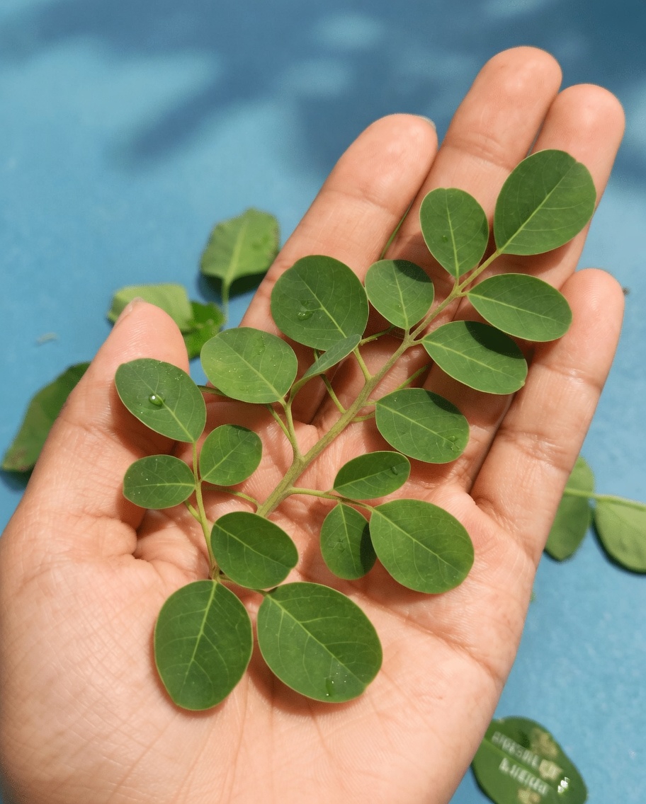 12 Surprising Moringa Seed Benefits and Simple Habits to Incorporate Them Into Your Daily Wellness Routine