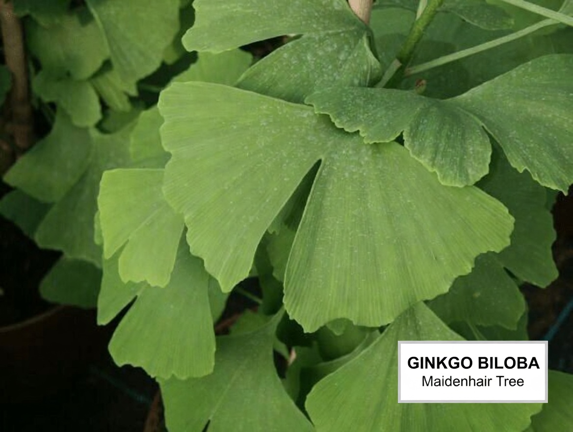 Uncovering the Top 10 Natural Herbs for Supporting Optimal Blood Flow and Circulation in Your Legs