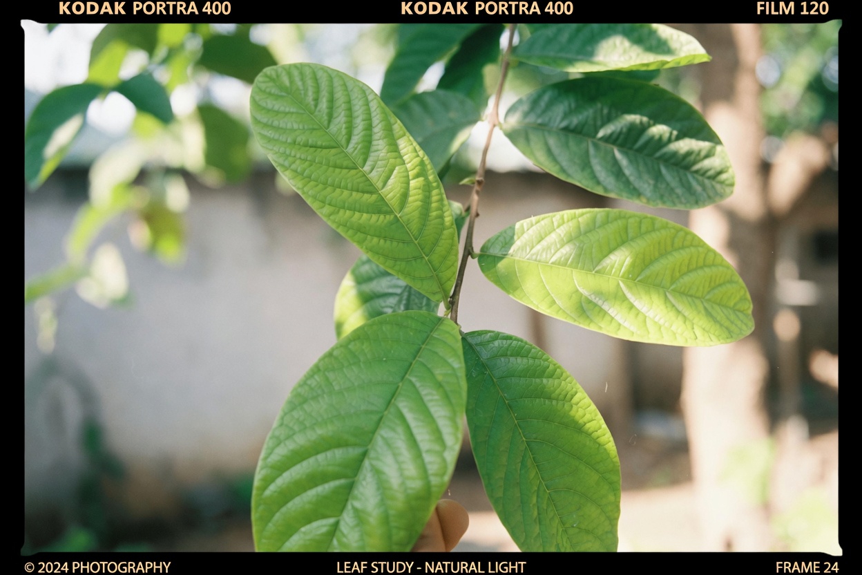 15 Overlooked Guava Leaf Benefits and Simple Habits That May Support Wellness for Adults Over 40