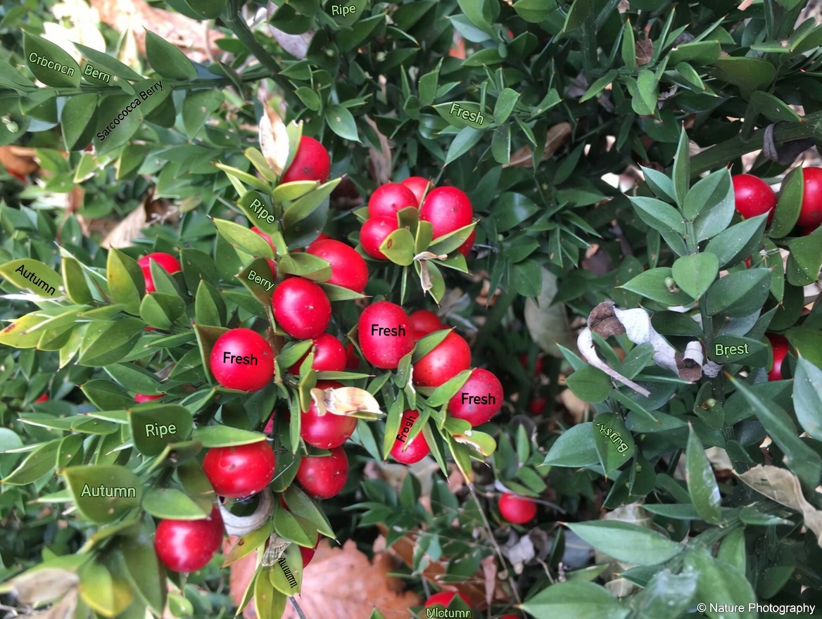 The 5 Most Popular Herbs for Leg Circulation (and What You Should Know First)