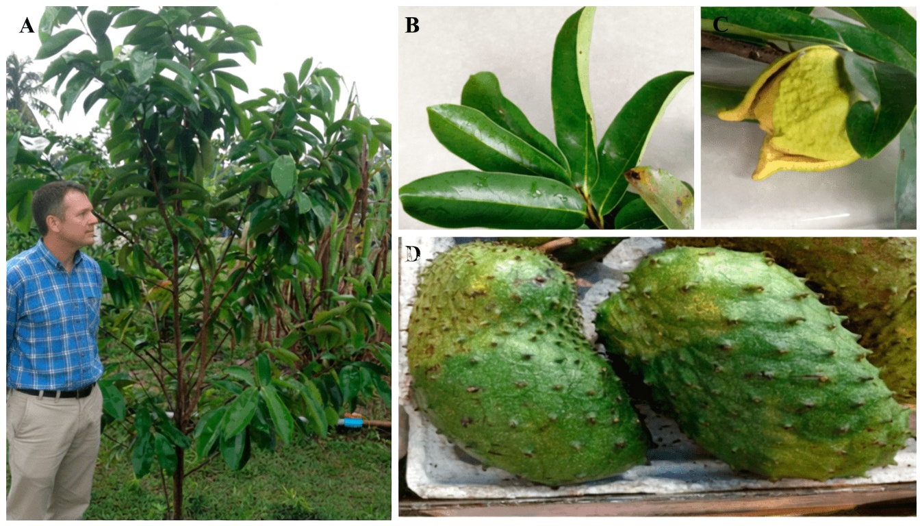 Stop Relying Solely on Pills: Discover the Natural Leaf That Could Boost Your Energy, Aid Digestion, and Promote Relaxation