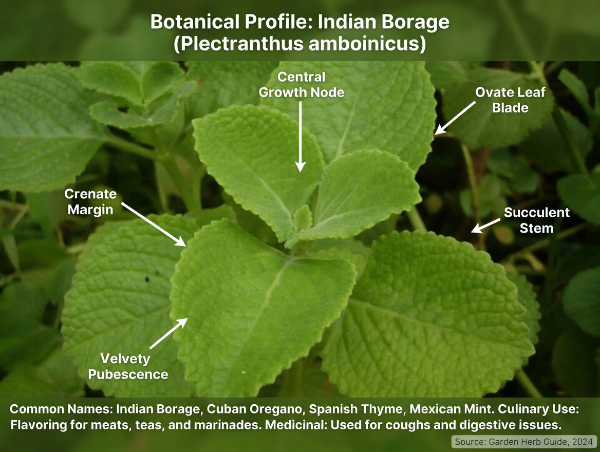 The Power of Orégano Orejón: A Traditional Herb That May Support Kidney Health, Vision, and Overall Wellness