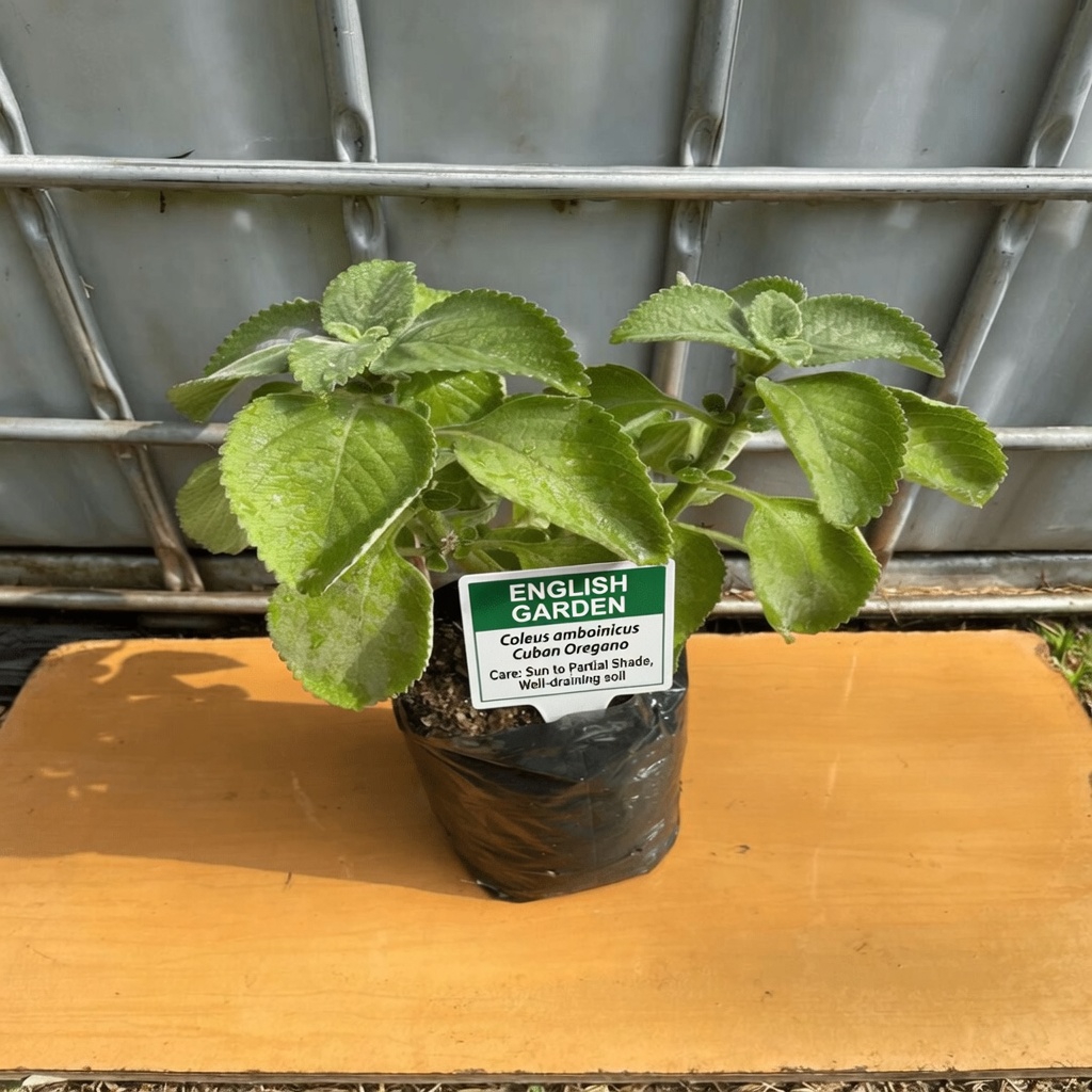 The Power of Orégano Orejón: A Traditional Herb That May Support Kidney Health, Vision, and Overall Wellness