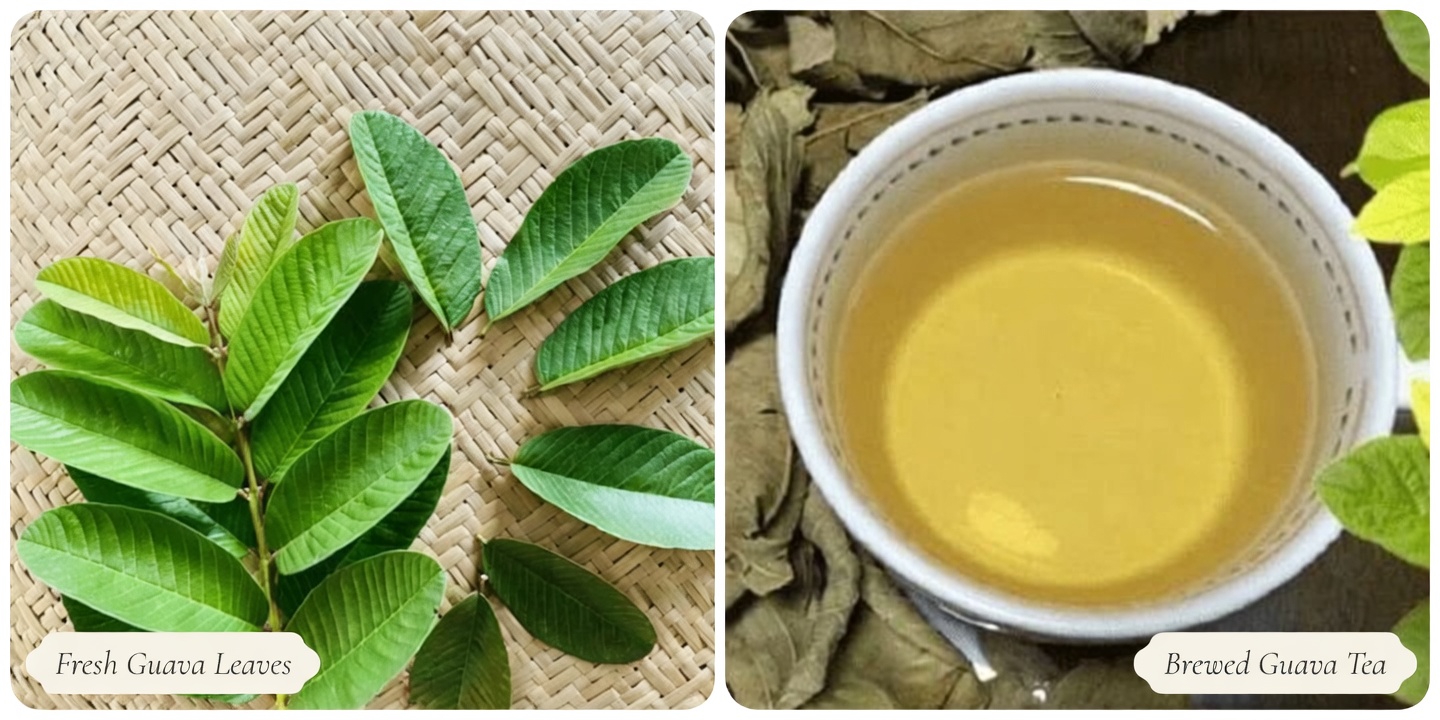 Guava Leaf Tea: Exploring Traditional Uses and What Research Says About Its Wellness Potential