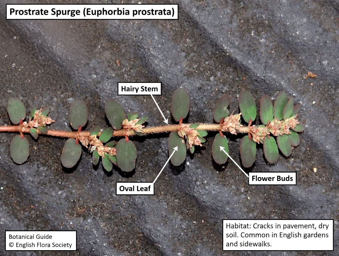Discover How Euphorbia Thymifolia Has Been Used in Traditional Practices: A Complete Guide to This Overlooked Herb