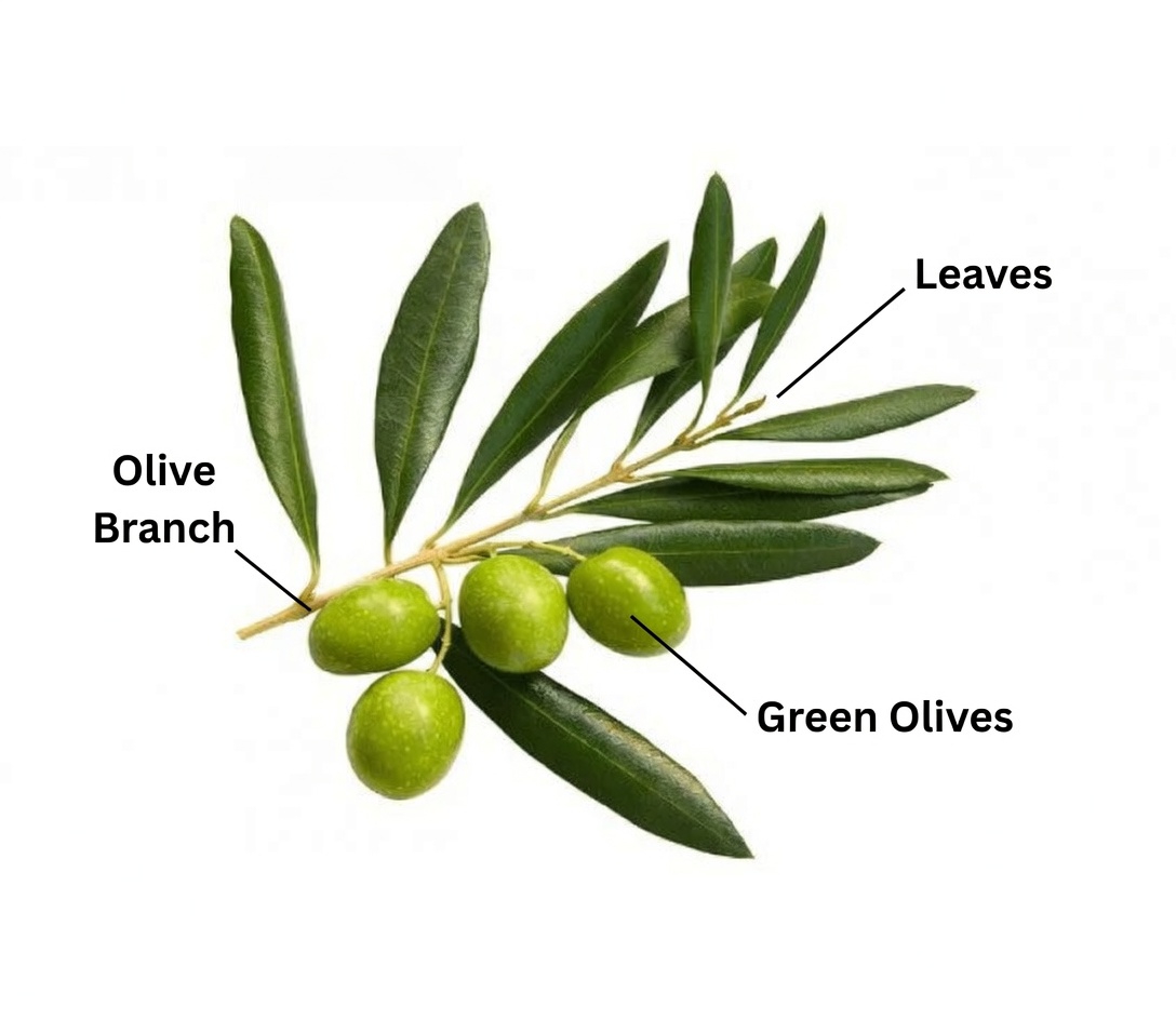 Unlocking the Potential Health Benefits of Olive Leaf: Tips for Incorporating This Ancient Herb into Your Daily Routine