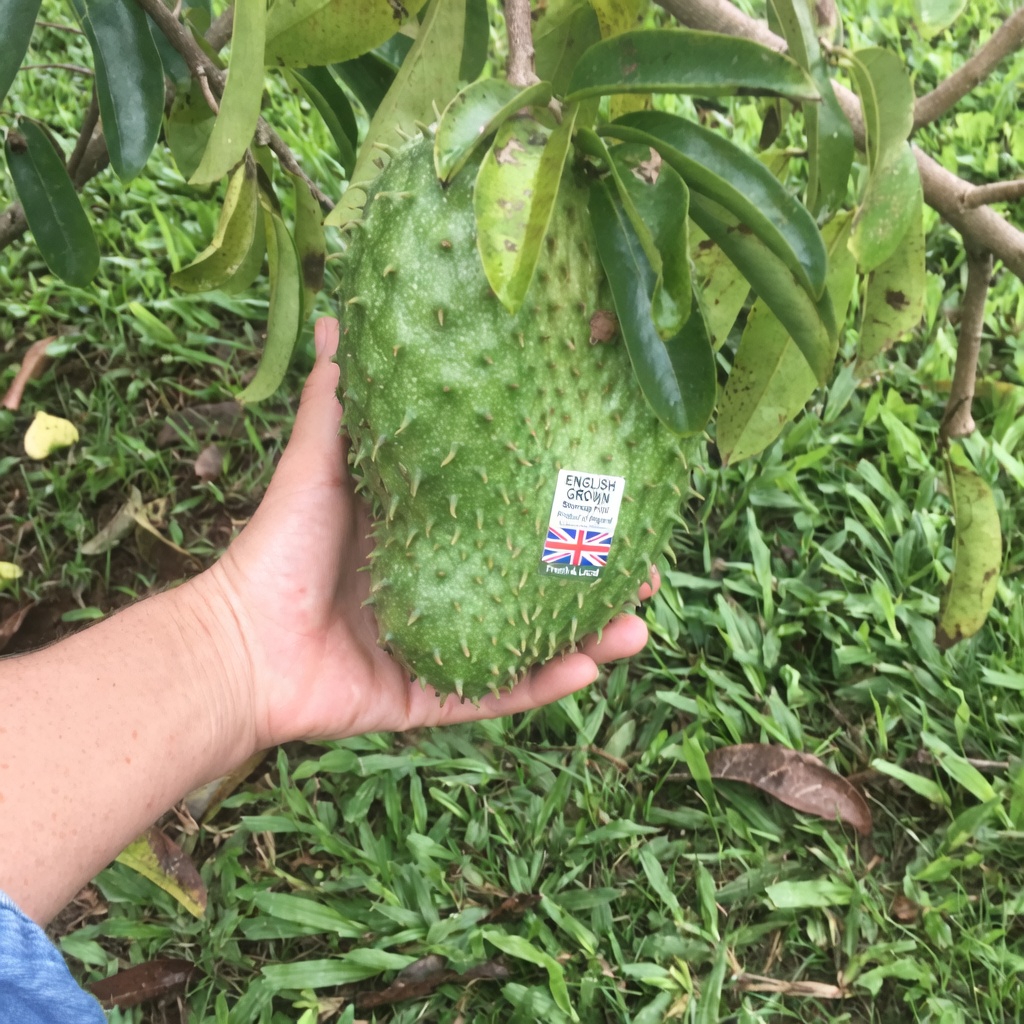 Discover the Nutritional Benefits and Research Insights on Soursop Fruit for a Healthier Lifestyle Choice