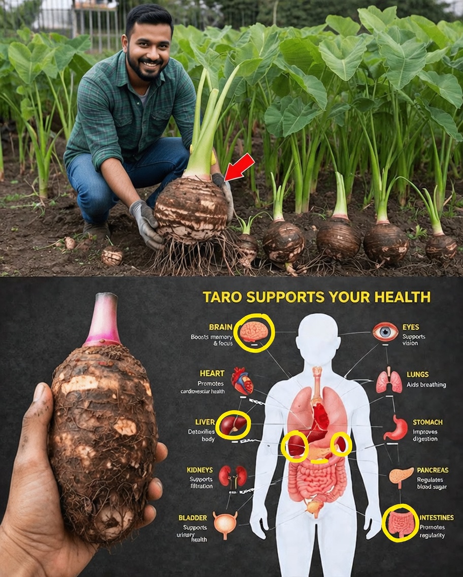 Taro: The Underrated Superfood That Could Transform Your Energy, Digestion, and Overall Wellness