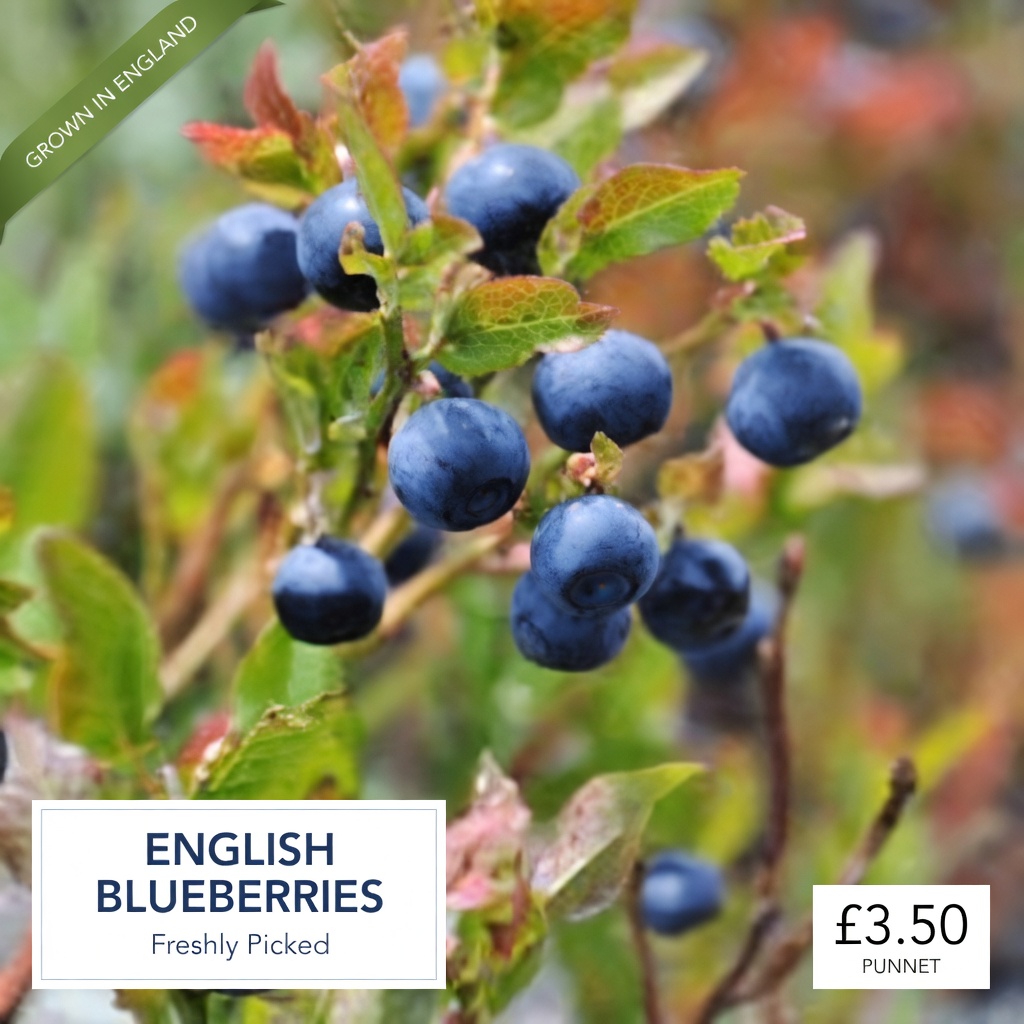 Avoid These 8 Blueberry Mistakes Seniors Over 60 Should Know (Doctors Share Simple Tips for Safer Enjoyment)