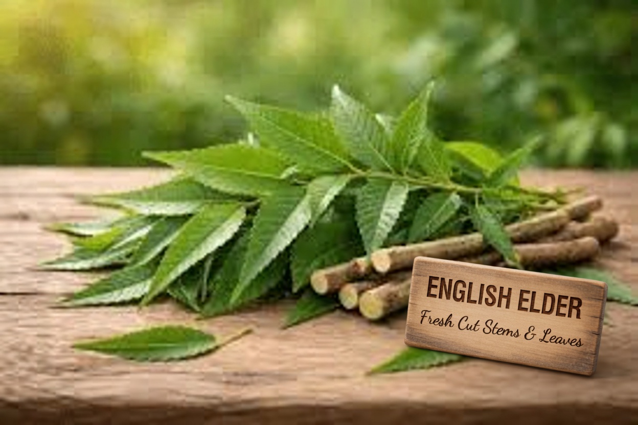 Neem Leaves for Better Health: Benefits, Practical Uses, and Safe Ways to Incorporate Them Naturally