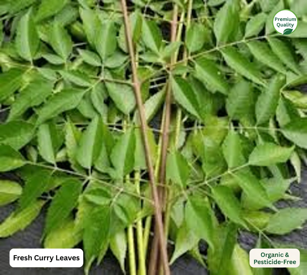 Neem Leaves for Better Health: Benefits, Practical Uses, and Safe Ways to Incorporate Them Naturally