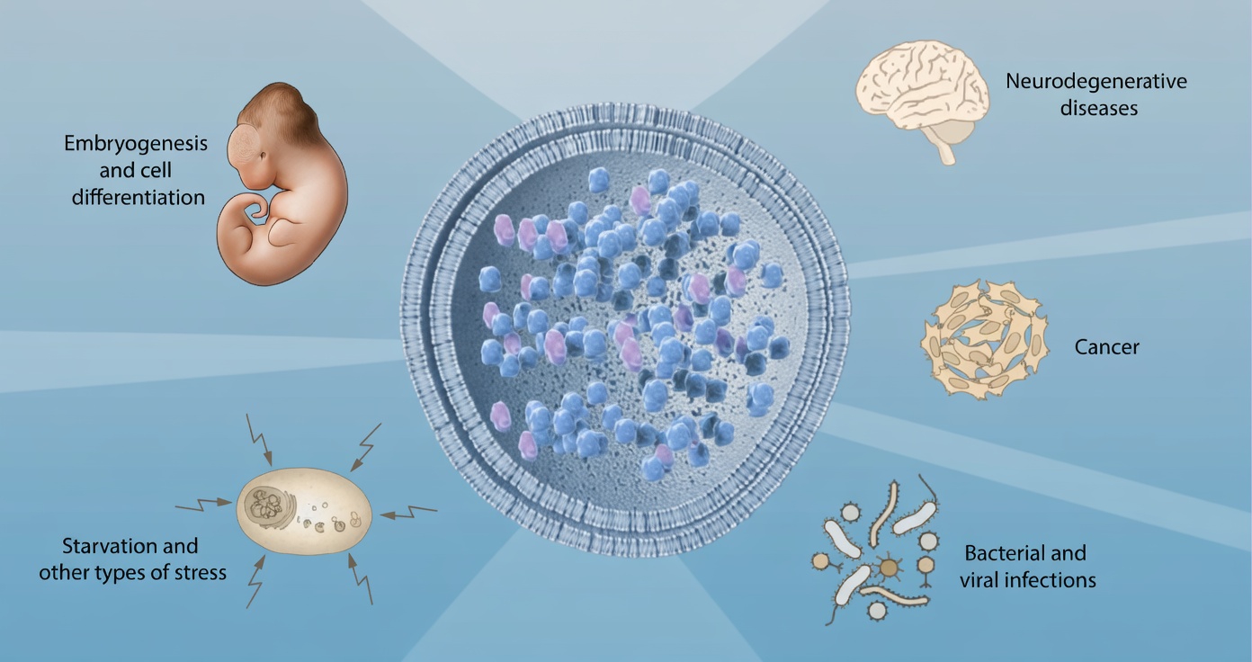 Japanese Doctors Who Lived Past 100 Just Revealed: Do This One Simple Thing With Your Meals and Your Cells Stay Young Forever