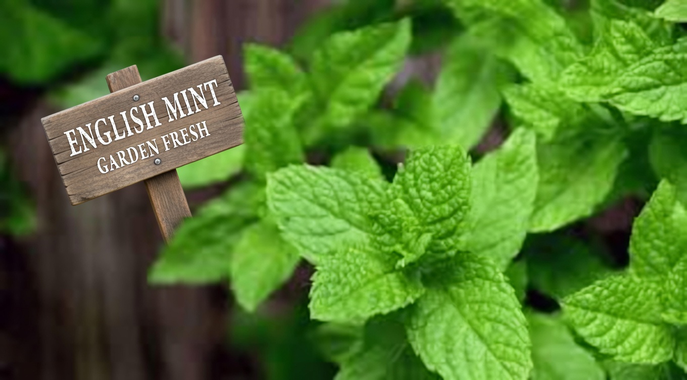 Heavy Legs and Poor Circulation? Discover Herbs That May Support Your Vascular Wellness