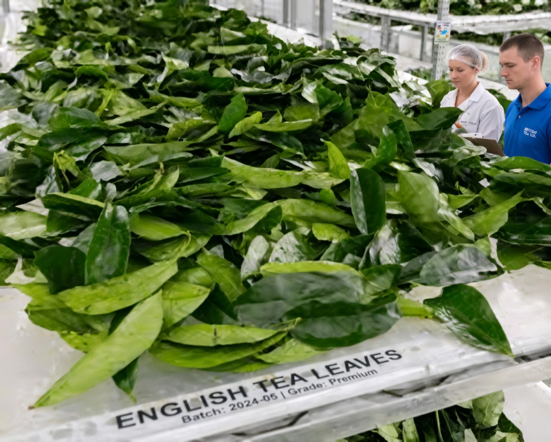 The Leaf Everyone’s Talking About: Exploring Miracle Leaves and Their Potential Role in Wellness