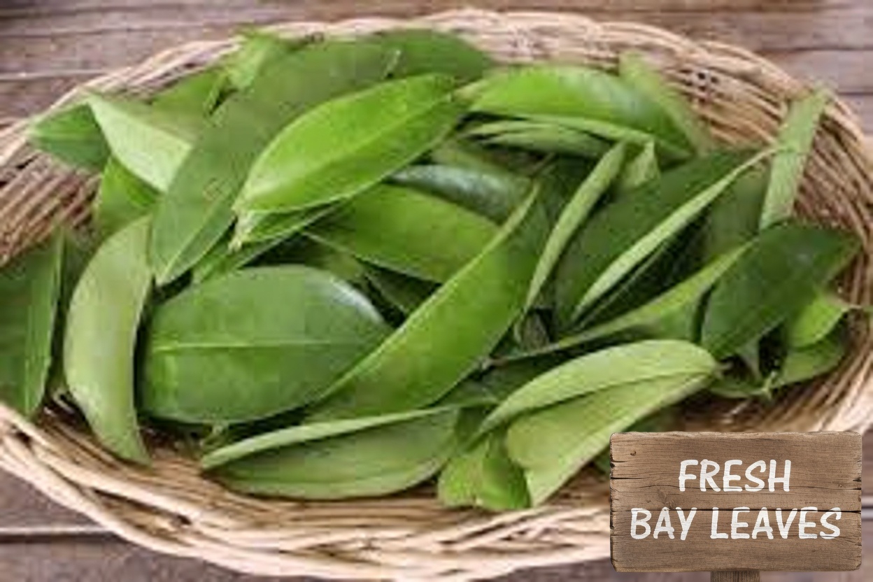 The Leaf Everyone’s Talking About: Exploring Miracle Leaves and Their Potential Role in Wellness