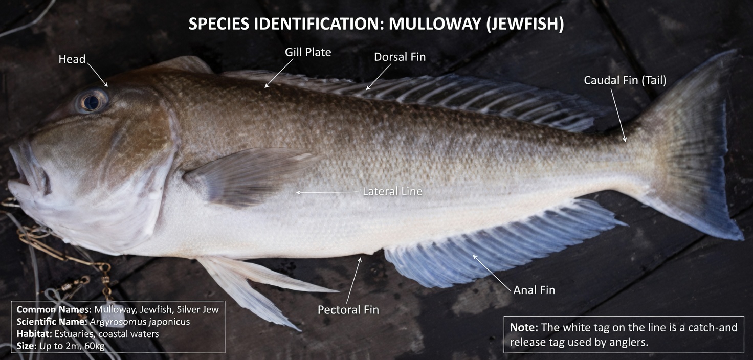 Over 60? 4 WORST Fishes You Should NEVER Touch and 4 You MUST Eat | Senior Health