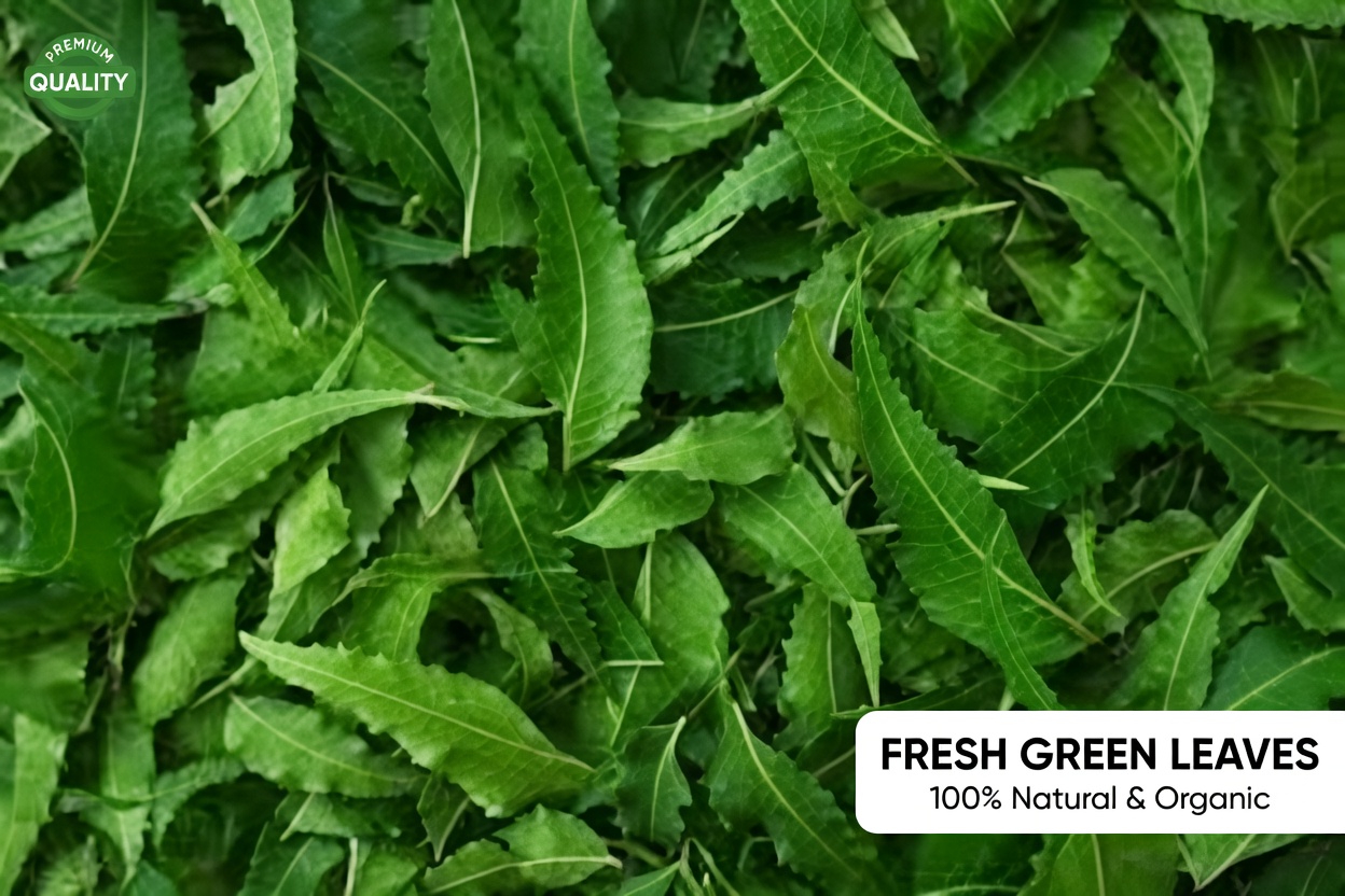 The One Bitter Leaf That’s Quietly Making Pillboxes Obsolete for Senior Over 60