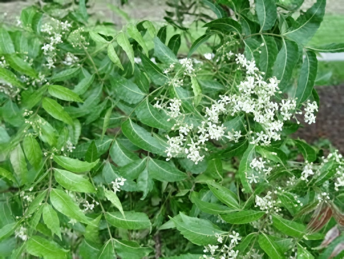 The One Bitter Leaf That’s Quietly Making Pillboxes Obsolete for Senior Over 60