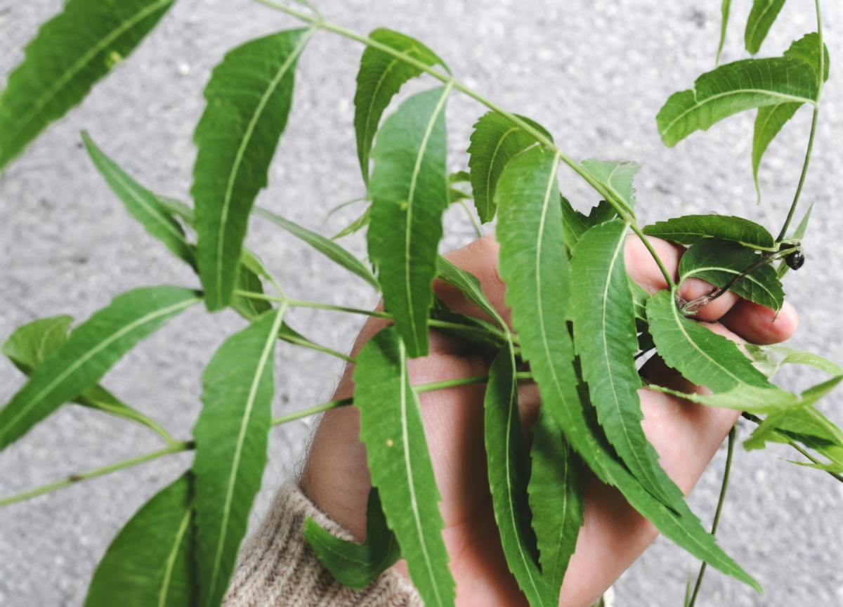 The One Bitter Leaf That’s Quietly Making Pillboxes Obsolete for Senior Over 60
