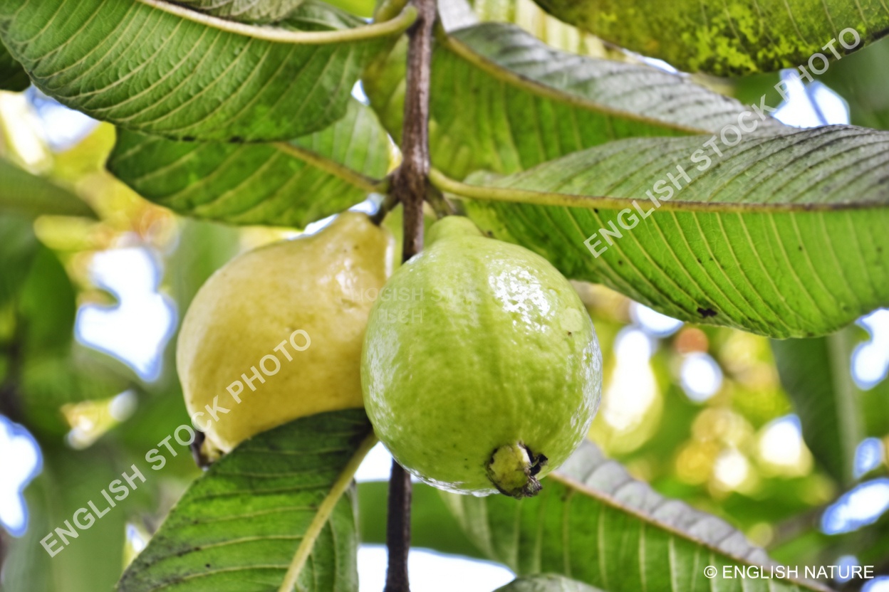 Discover Guava’s Potential for Eye Health: Natural Ways to Support Your Vision