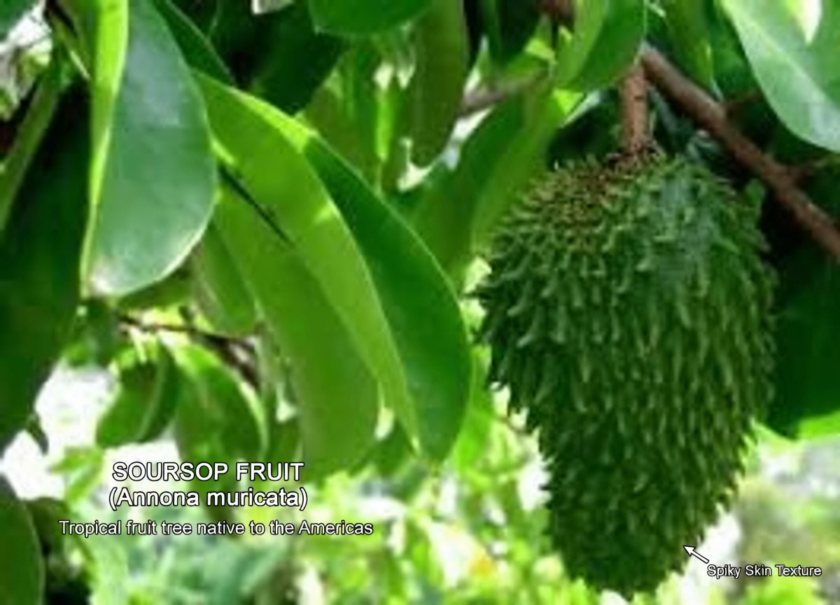 The Leaf Everyone’s Talking About: Exploring Soursop Leaves and Their Potential Role in Wellness