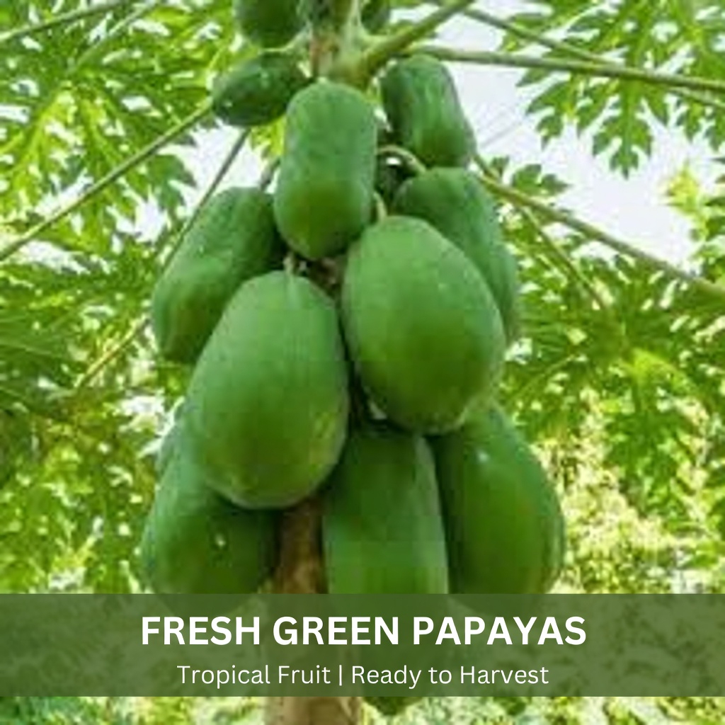 Discover 9 Hidden Benefits of Papaya’s Milky Sap You’re Missing Out On for Better Daily Wellness