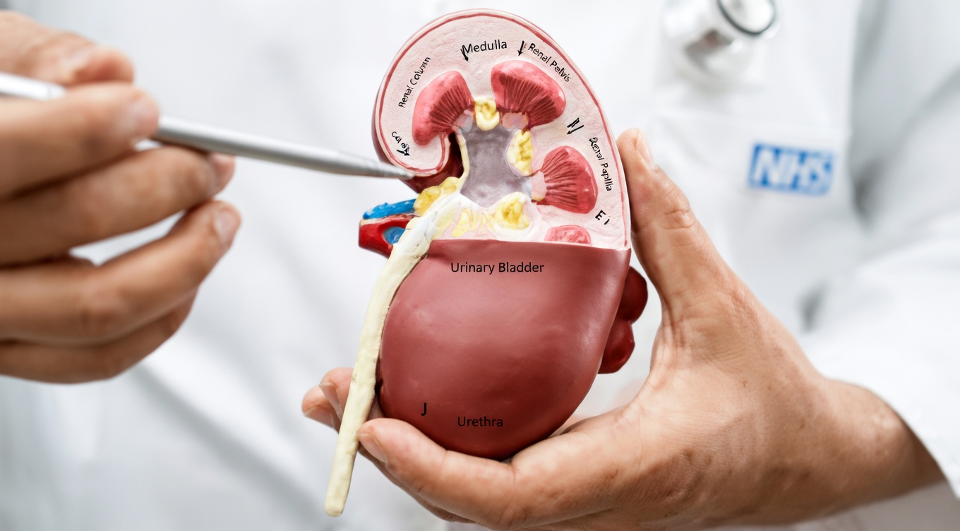 Just Do This One Morning Ritual and Watch Your Kidneys Bounce Back Faster Than You Think