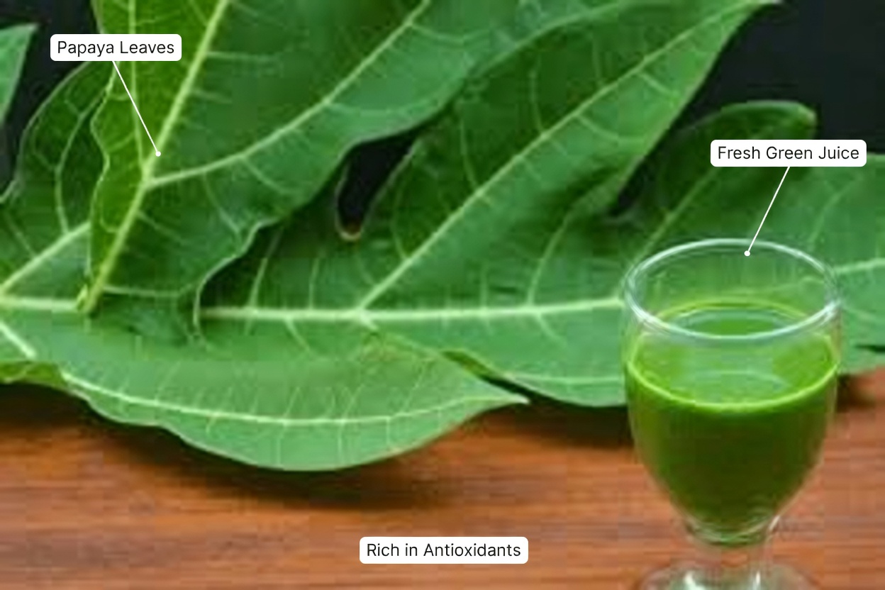 Papaya Leaf Drink: A Natural Remedy Many People Use to Support Overall Wellness