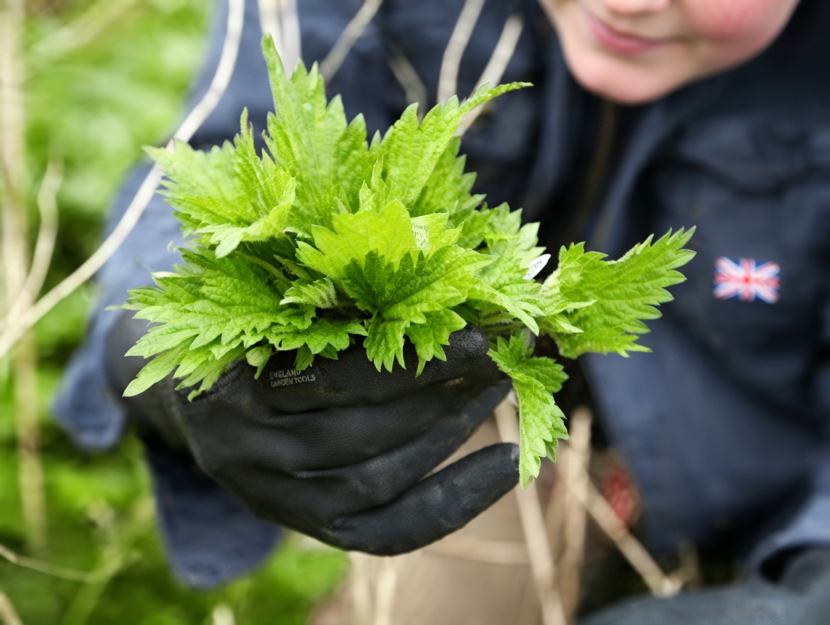 Nettle Root: The Traditional Herb Many Men Are Curious About for Supporting Nighttime Urinary Comfort and Restful Sleep