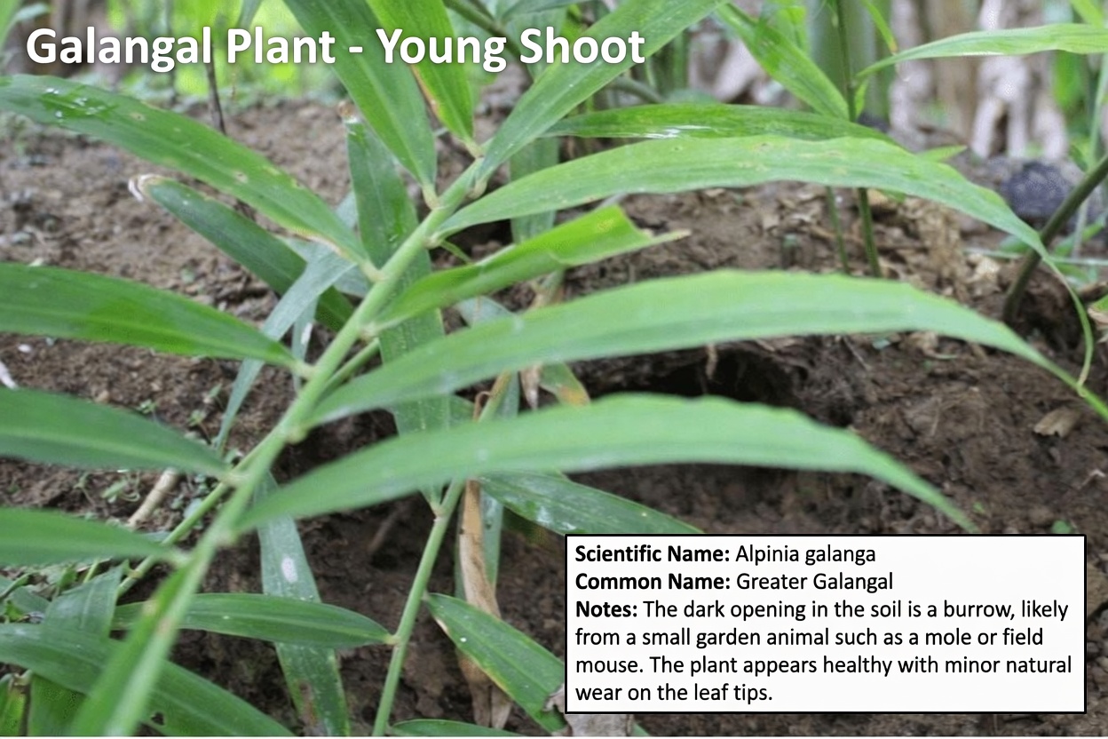 Discover the 8 Natural Leaves That May Offer Gentle Support for Your Thyroid Balance in Everyday Life