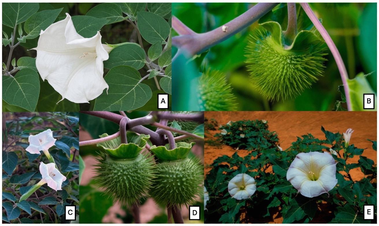 The Datura Genus: 12 Chilling Reasons This ‘Angel’s Trumpet’ Is One Touch Away from Disaster