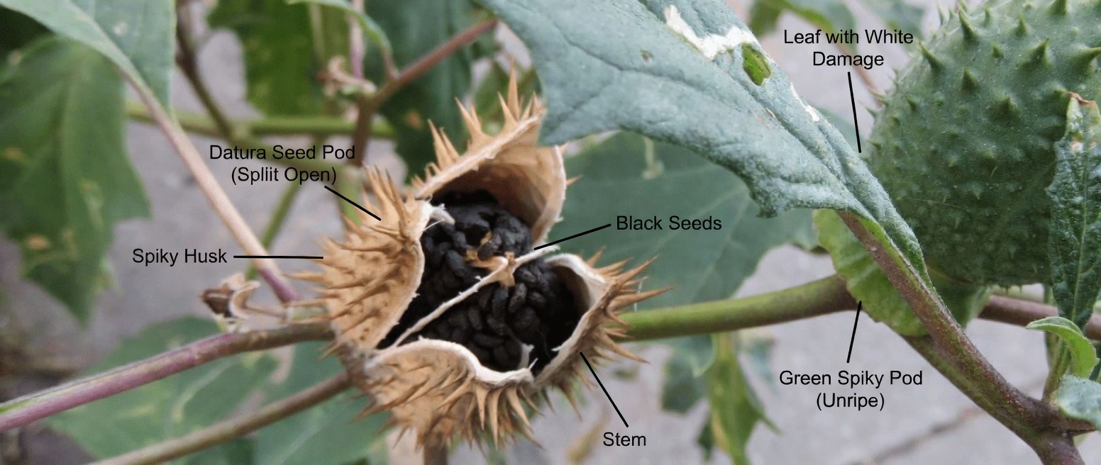 The Datura Genus: 12 Chilling Reasons This ‘Angel’s Trumpet’ Is One Touch Away from Disaster