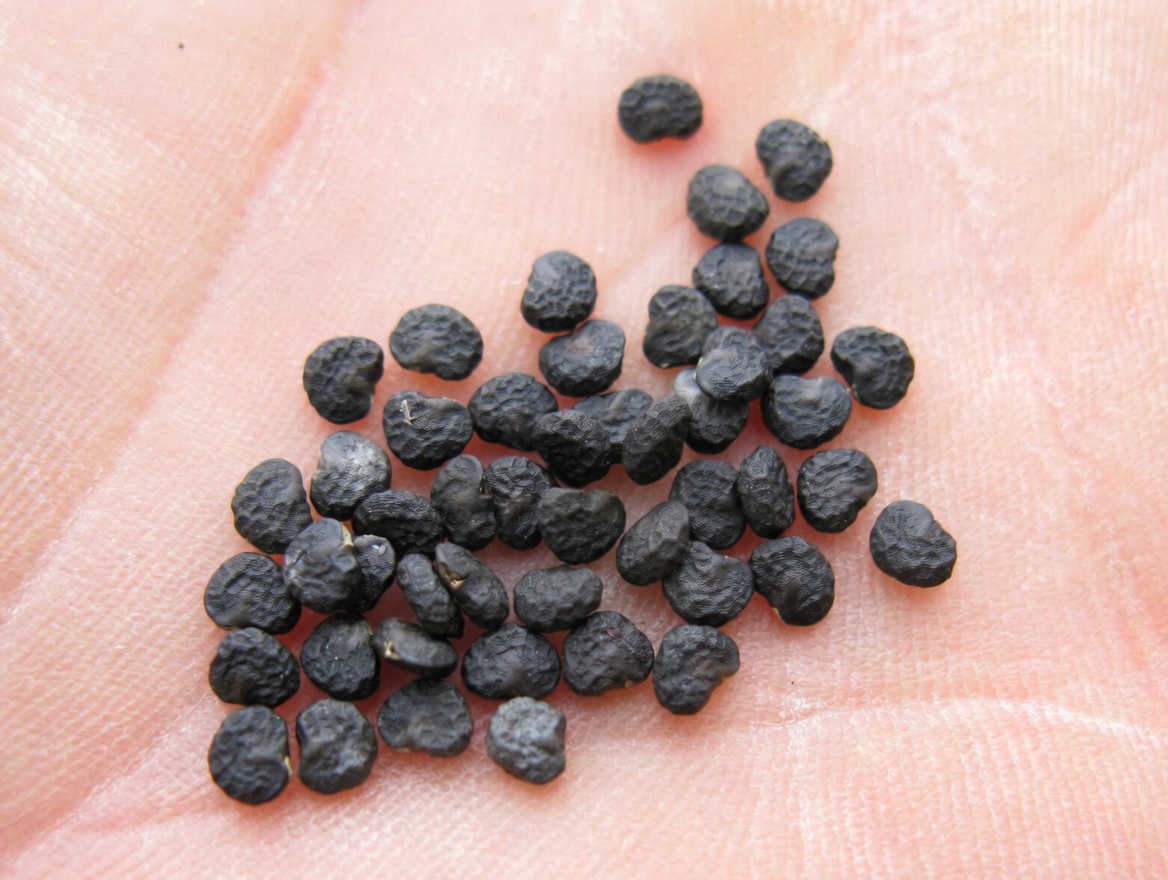 The Datura Genus: 12 Chilling Reasons This ‘Angel’s Trumpet’ Is One Touch Away from Disaster