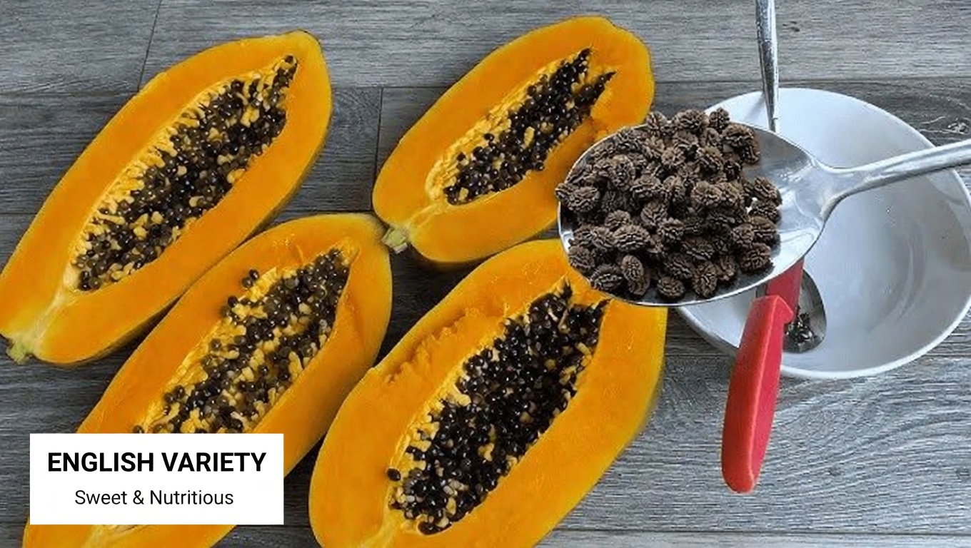 Papaya Seeds for Joint Relief: A Simple Home Remedy for Knee, Back, and Spine Discomfort You Can Try Today