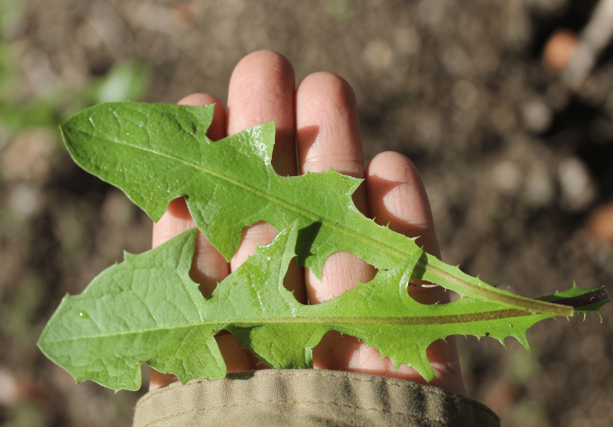The Cancer-Fighting Leaf Doctors Overlook: Barbara O’Neill’s Hidden Gem