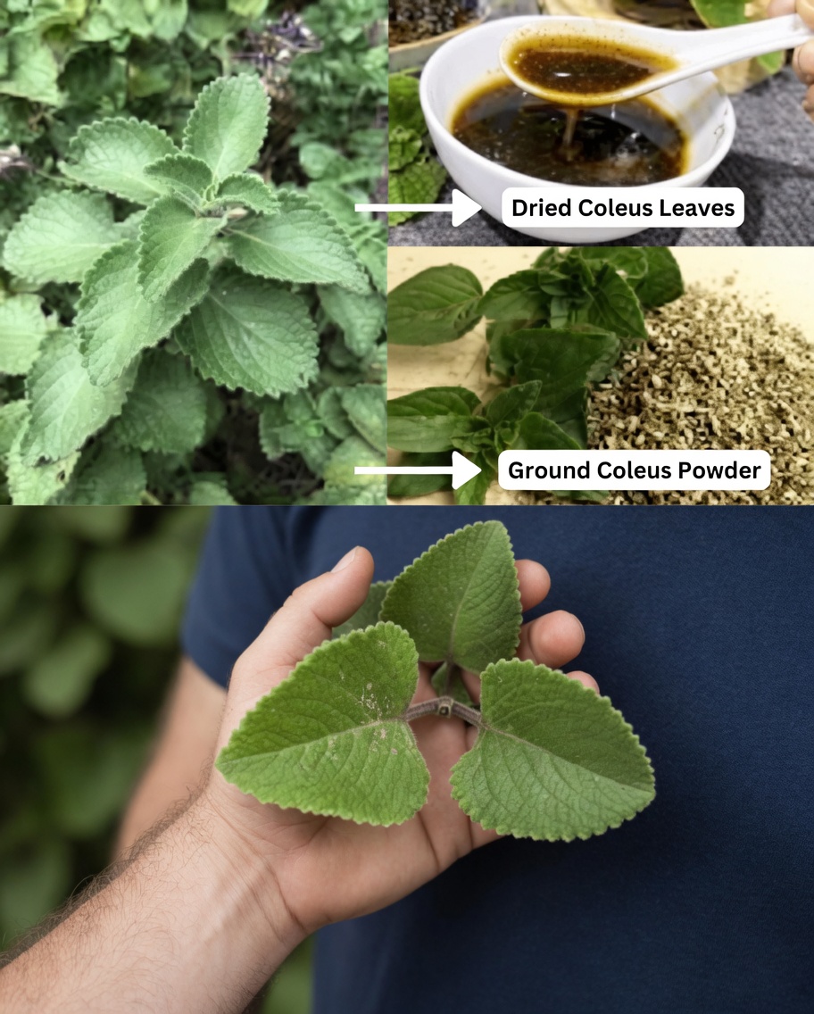 Discover 10 Everyday Kitchen Ways Oregano for Eyes May Help Support Your Vision Wellness Naturally