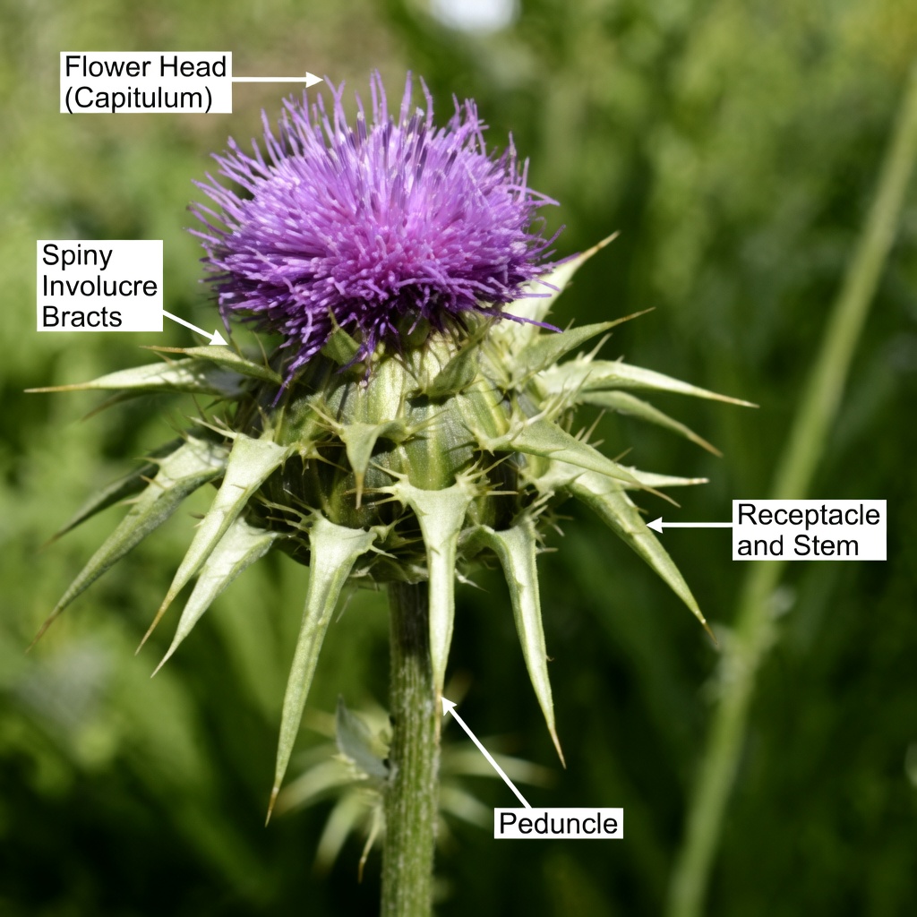 Why Thistle Root Deserves a Place in Your Routine: The Science-Backed Secret to Liver Health