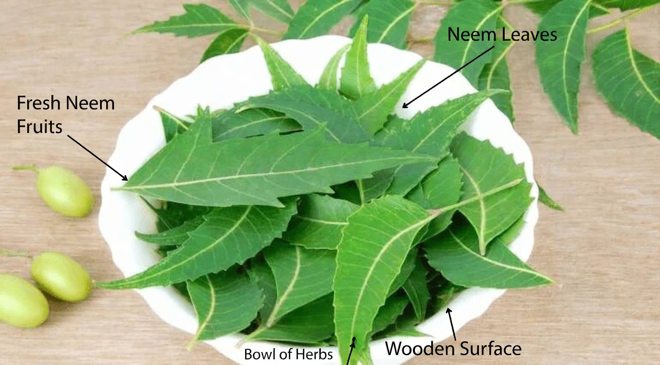 Exploring the Potential Benefits of Neem Leaves for Supporting Healthy Blood Sugar, Blood Pressure, and More