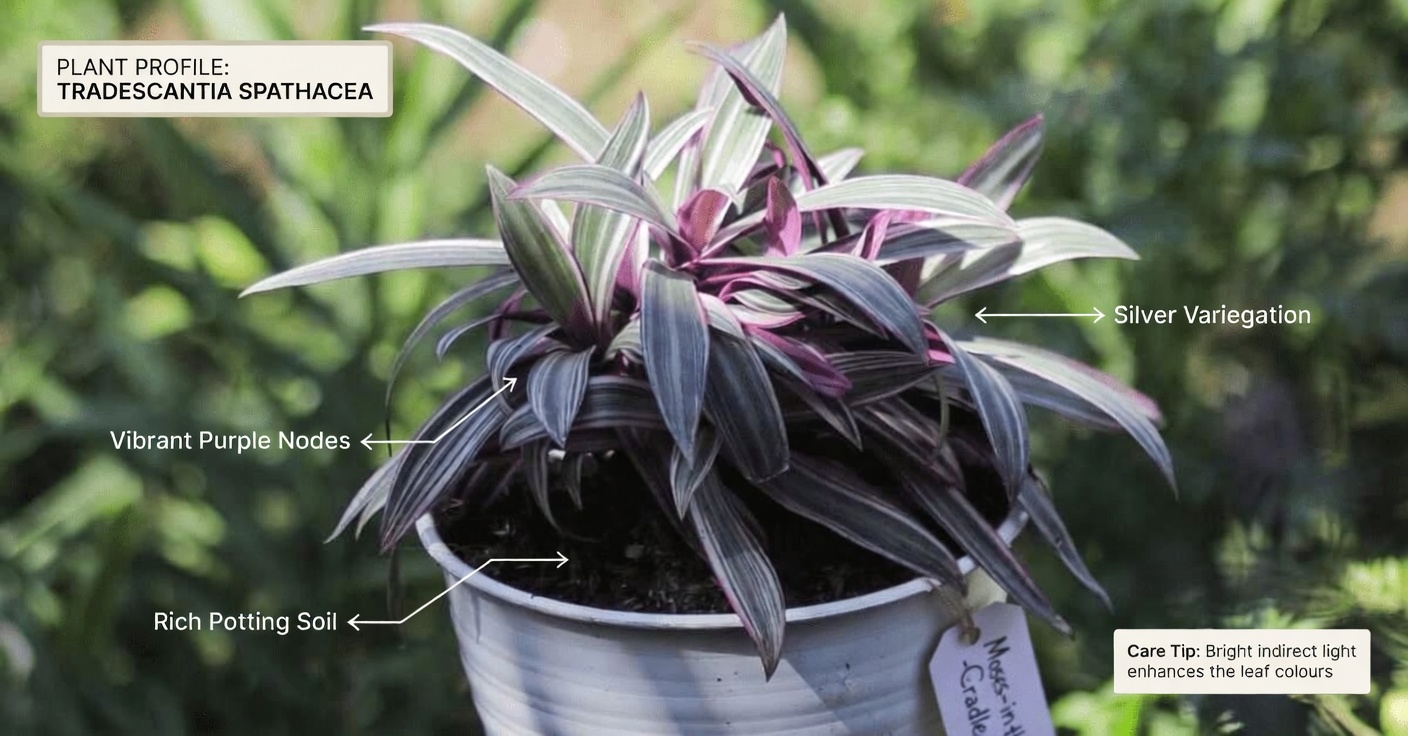How to Prepare Tradescantia Spathacea Tea at Home: A Simple Guide to This Vibrant Plant’s Traditional Recipe