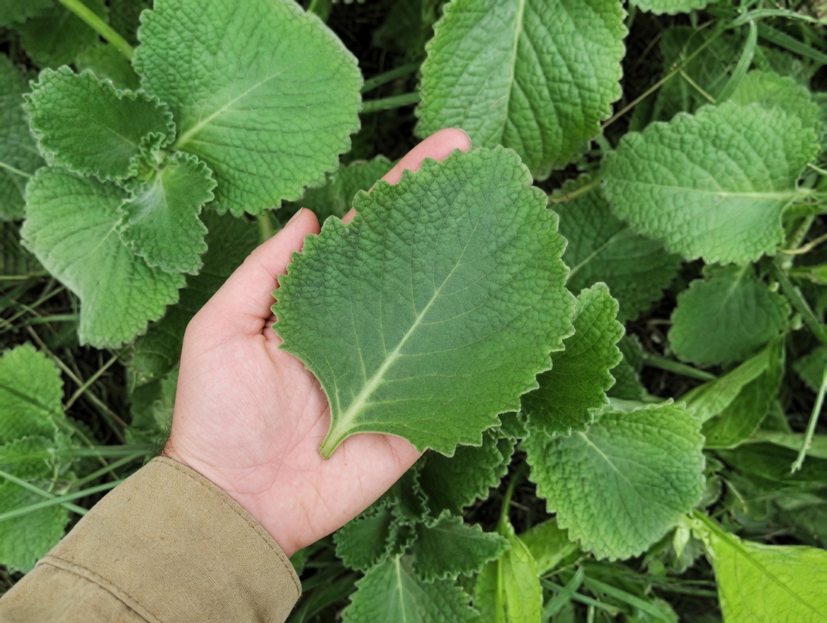 Exploring the Traditional Uses of Cuban Oregano: A Guide to Supporting Eye Health Naturally