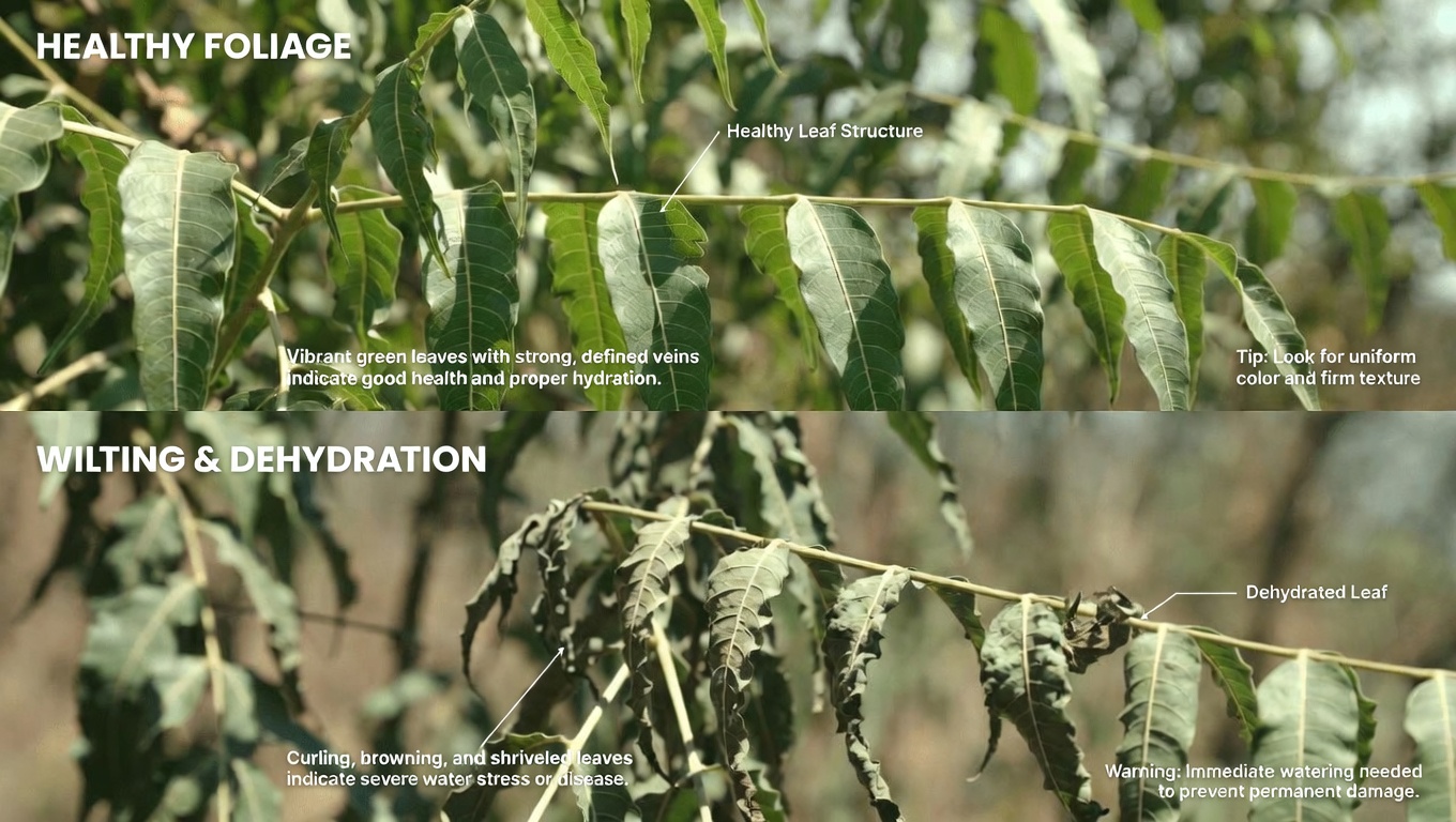 Discover How Neem Leaves May Help with Blood Sugar Management, Blood Pressure, Pain, Cholesterol Levels, and Circulation