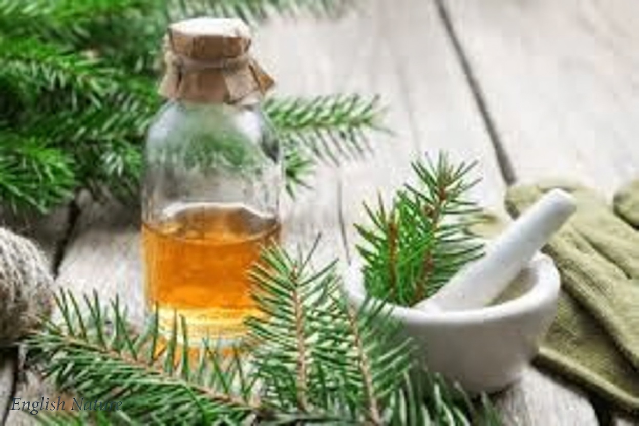 The Power of Pine Needles: 30 Benefits and Homemade Uses